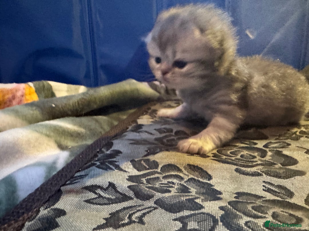 Maine Coon cats for sale: Main coon adorable kittens  - Advert 21