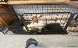 Cocker Spaniel dogs for sale: Kc reg . Lemon/white cocker bitch. 4 year old - Image 4