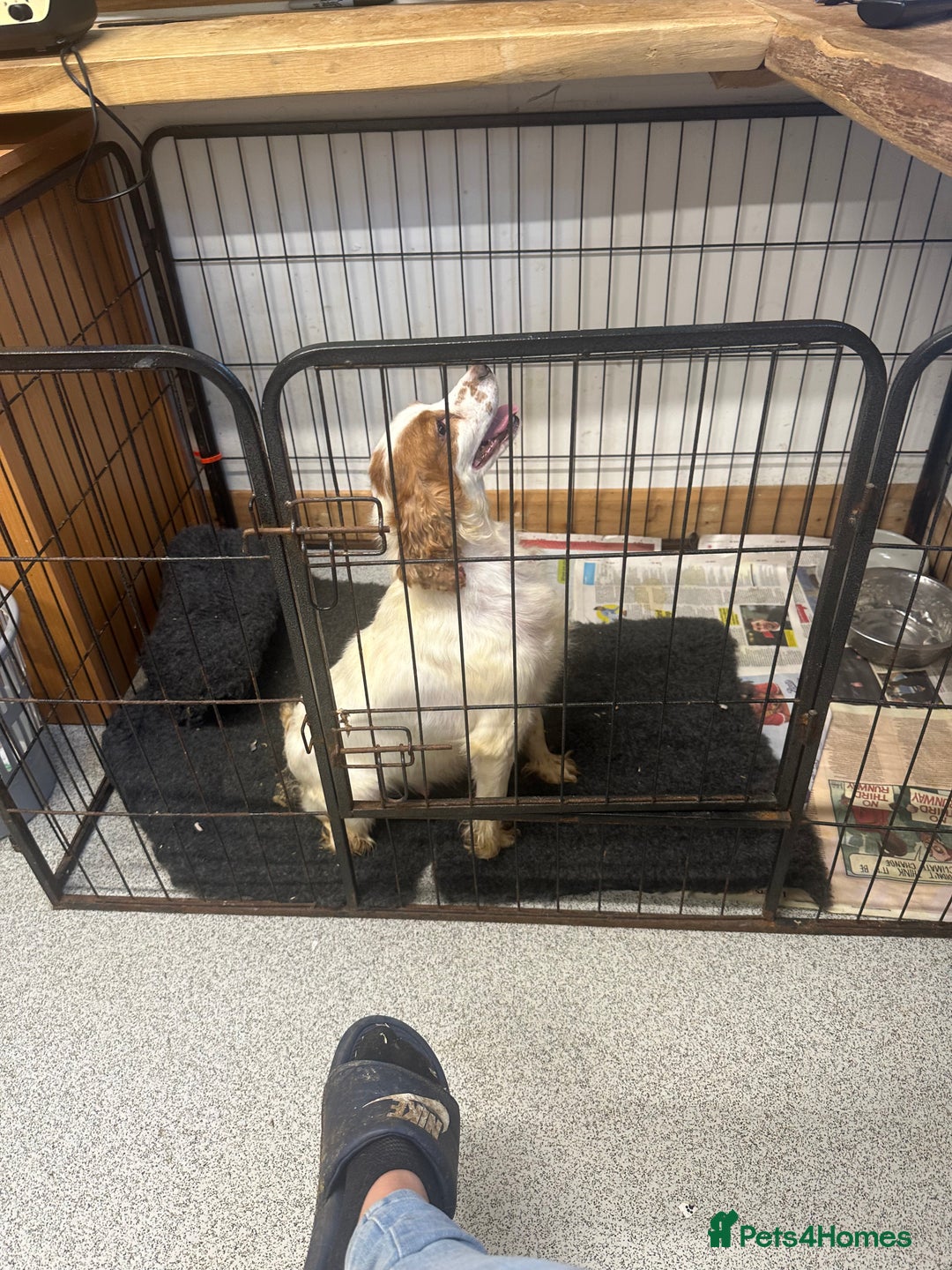 Cocker Spaniel dogs for sale: Kc reg . Lemon/white cocker bitch. 4 year old - Image 4