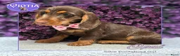 Miniature Dachshund dogs for sale: READY NOW Beautiful Mini Dachshund Puppies ⭐ - Advert 8