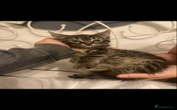 Mixed Breed cats for sale: Beautiful kittens  - Image 8
