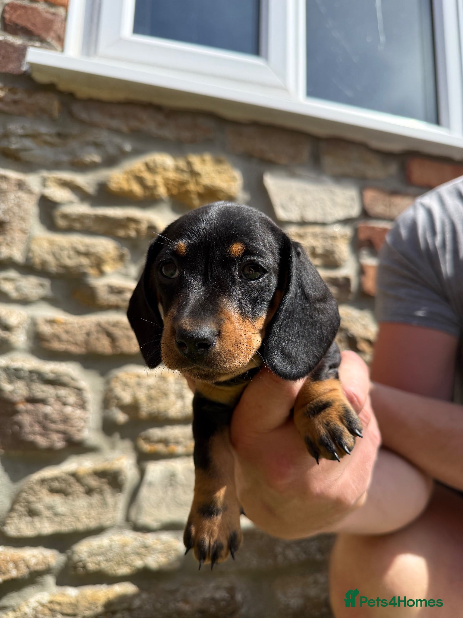 Miniature Dachshund dogs Black & tan bitch KC registered miniature daschund - Advert 5