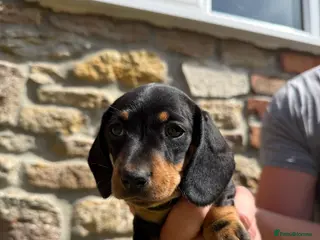 Miniature Dachshund dogs Black & tan bitch KC registered miniature daschund - Advert 5