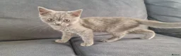 British Shorthair cats for sale: 2 beautiful BSH boys  - Advert 4