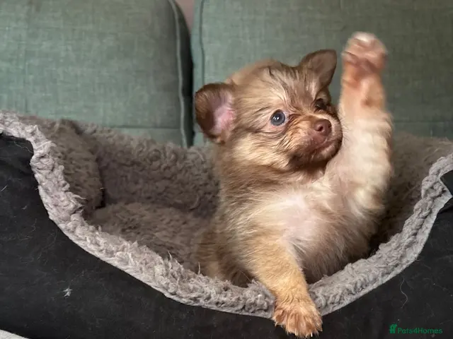 Pomeranian dogs 6 Gorgeous Pomchi Puppies Available - 4 left - Advert 3