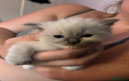 Ragdoll cats for sale: Rag doll kittens for sale 2 boys 1 girl  - Image 8
