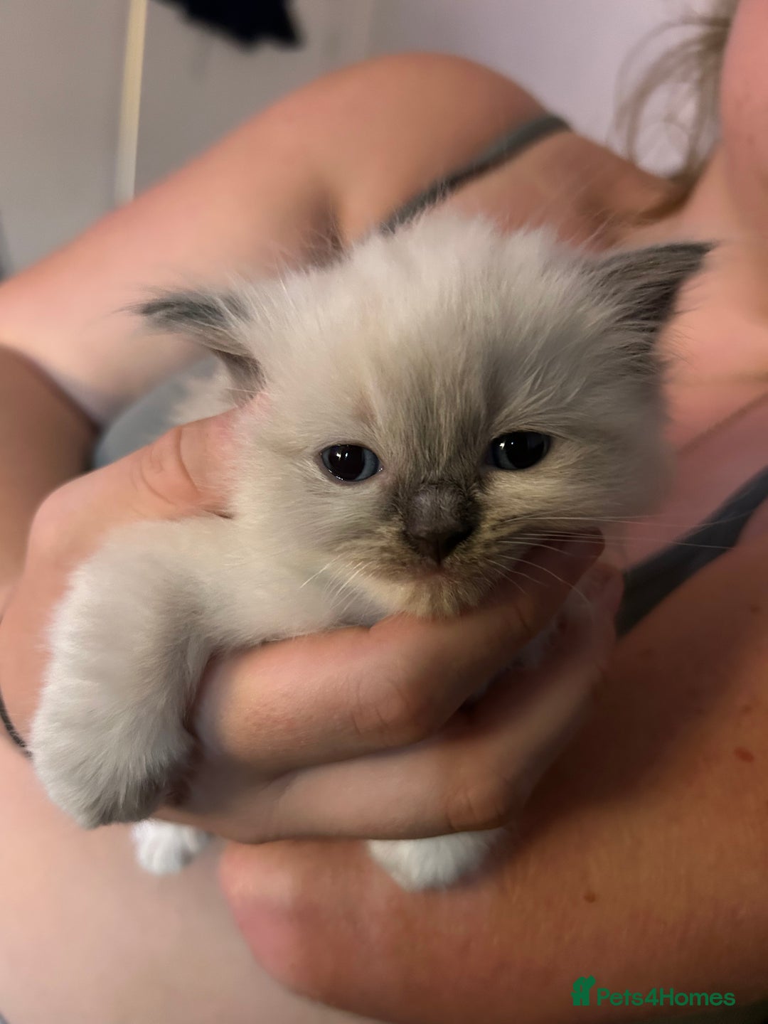 Ragdoll cats for sale: Rag doll kittens for sale 2 boys 1 girl  - Image 8