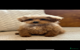 Maltipoo dogs for stud: Toy Red Maltipoo For Stud - Image 6