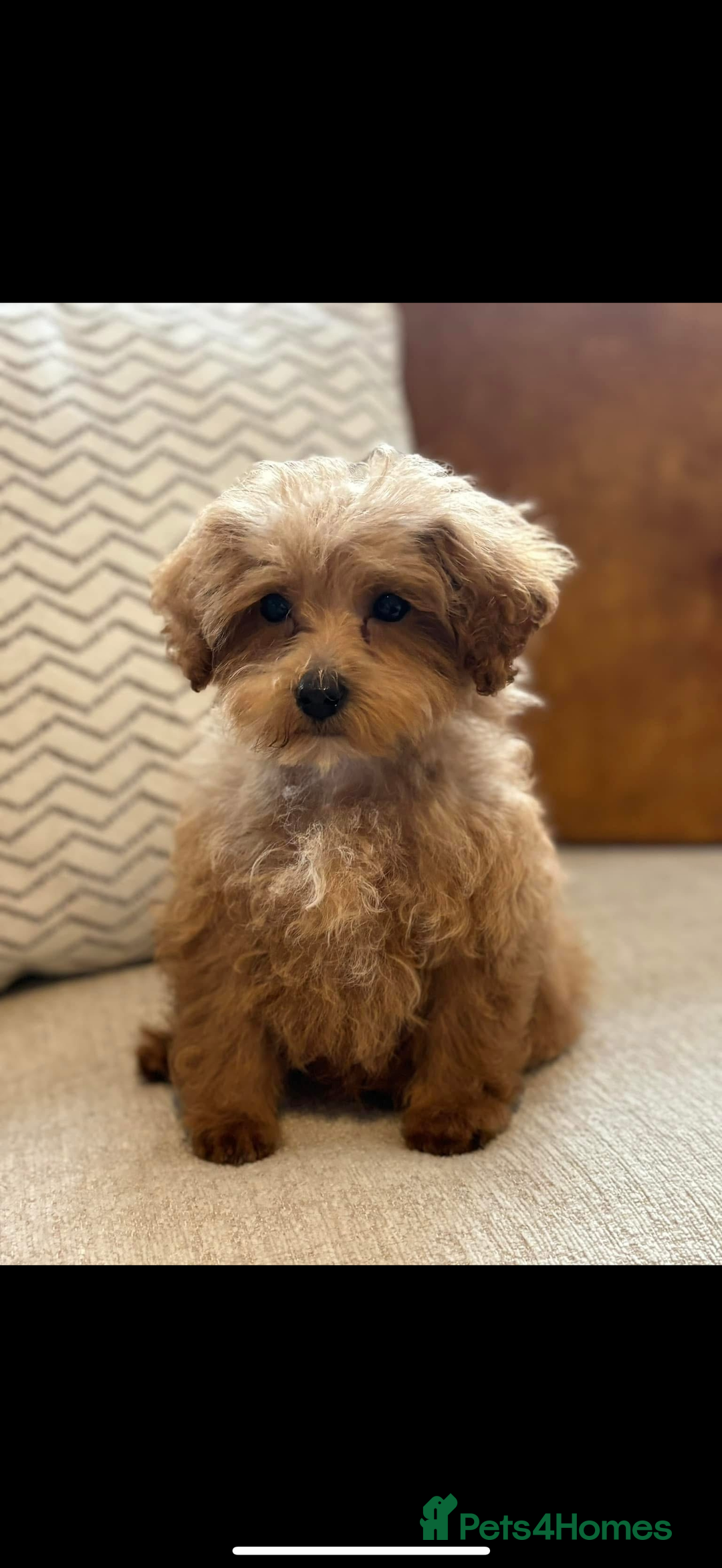 Maltipoo dogs for stud: Toy Red Maltipoo For Stud - Image 6