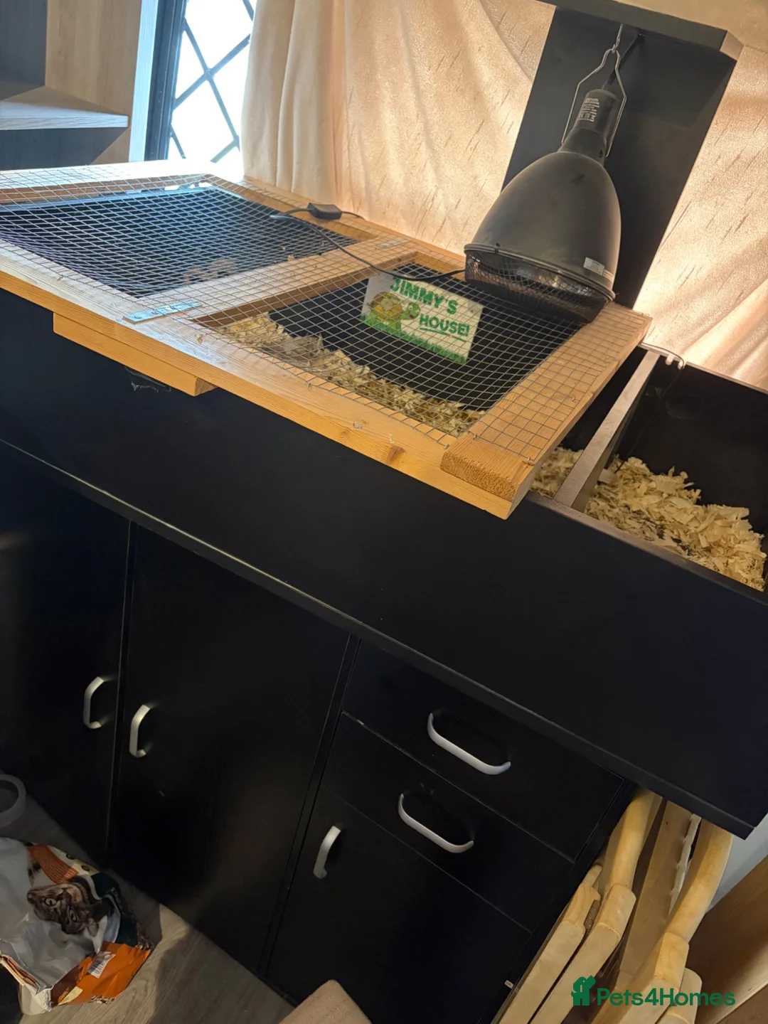 Tortoise reptiles for sale: Horsefield tortoise  in Epping - Advert 5
