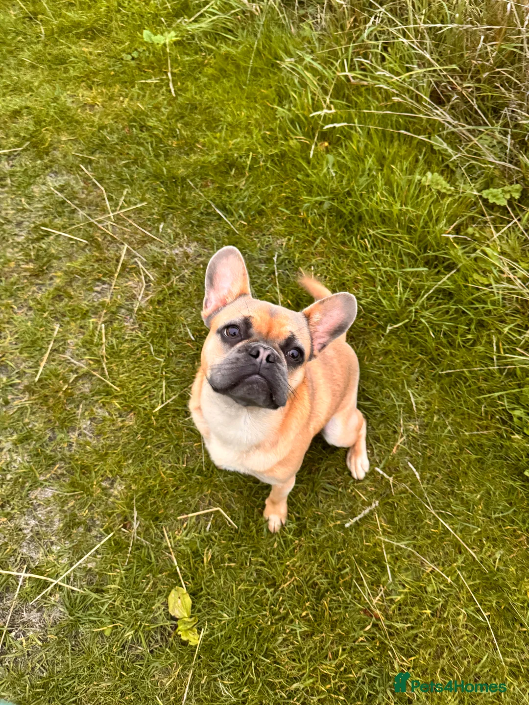 French Bulldog dogs for sale: Ted the French bulldog - Advert 2