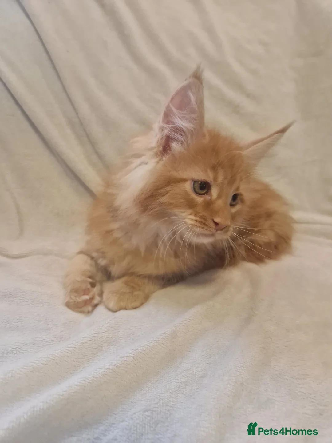 Maine Coon cats for sale: Maine Coon kittens - Advert 34