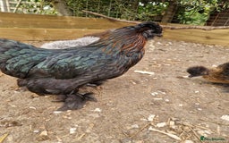 Chickens poultry for sale: Silkie Hatching Eggs - Image 2