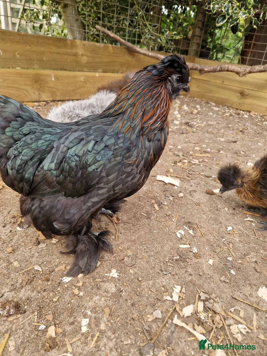 Chickens poultry for sale: Silkie Hatching Eggs - Image 2
