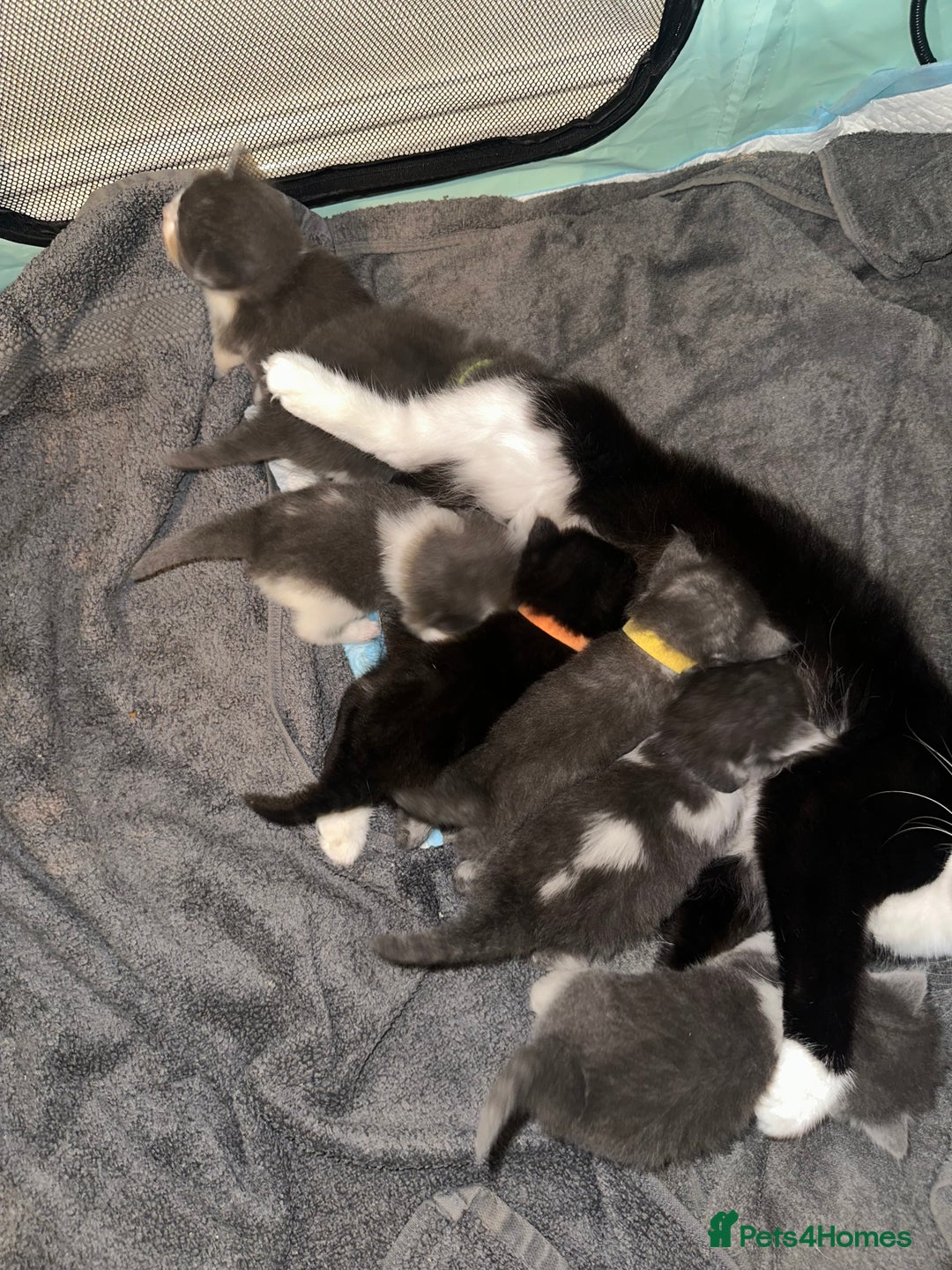 Ragdoll cats for sale: 7 ragdol mix kittens for sale - Image 15