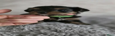 Yorkshire Terrier 2