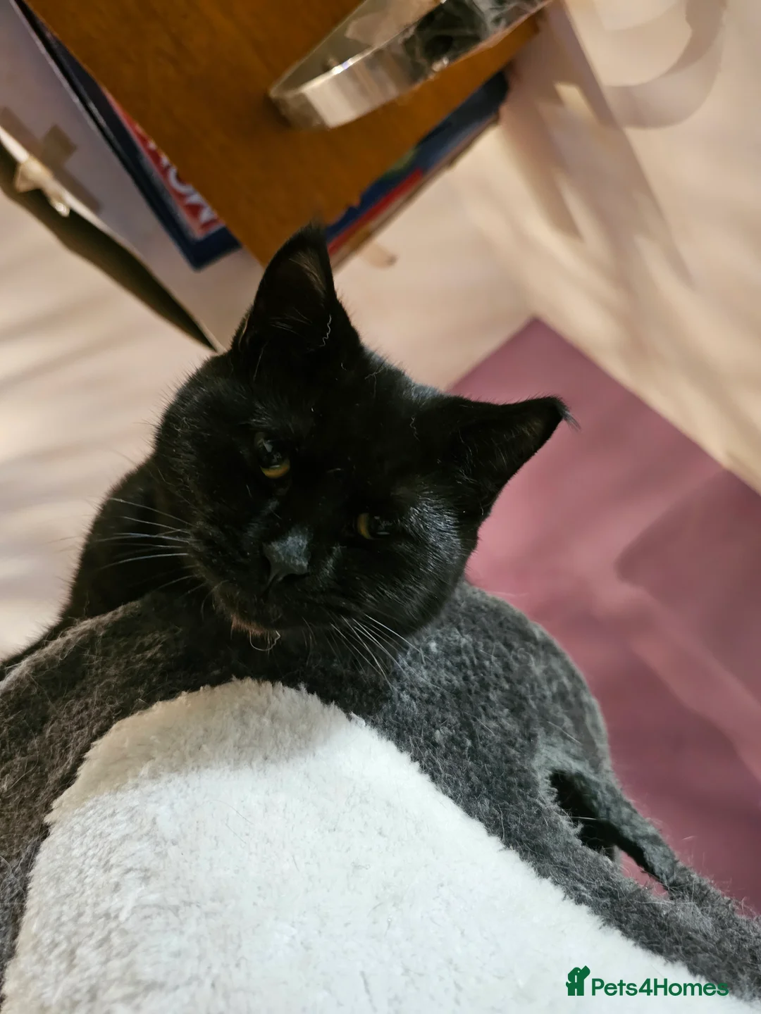 British Shorthair cats for sale: British shorthair cross DSH - Advert 12