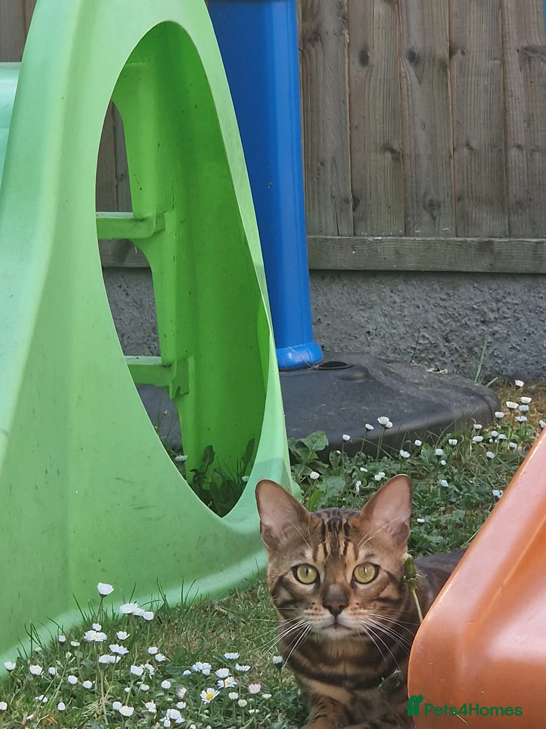 Bengal cats for sale: Gorgeous Bengal Glitter Boy - Advert 7