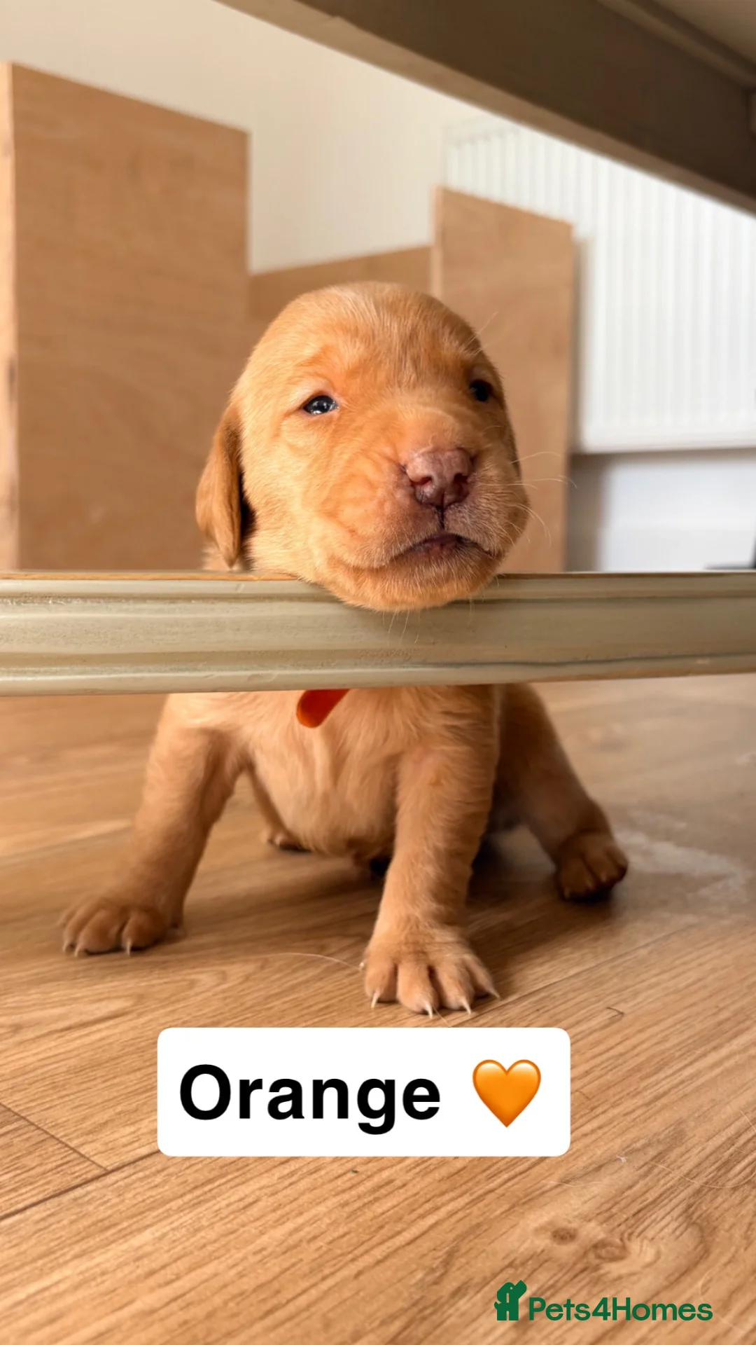 Labrador Retriever dogs for sale: Yellow/golden/ fox red puppies for Sale - Advert 2