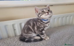 British Shorthair cats for sale: Ready to collect, Silver Tabby kittens  in Rochester - Image 12