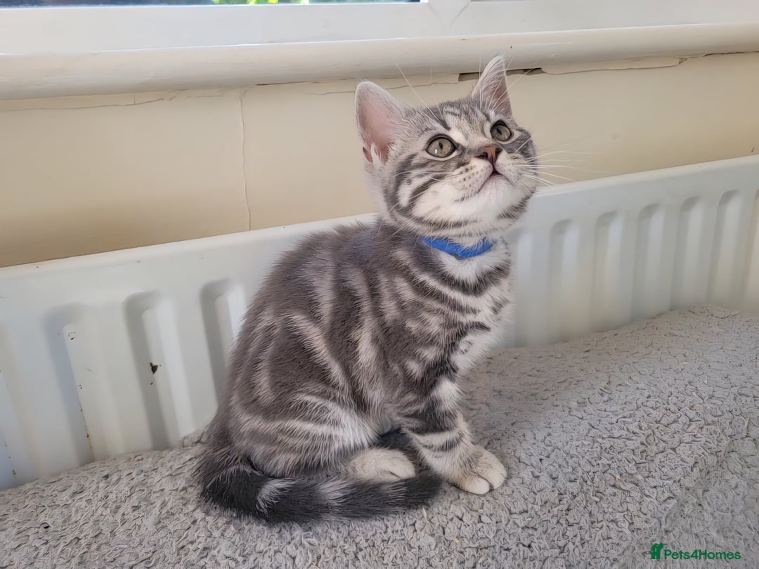 British Shorthair cats for sale: Ready to collect, Silver Tabby kittens  in Rochester - Image 12