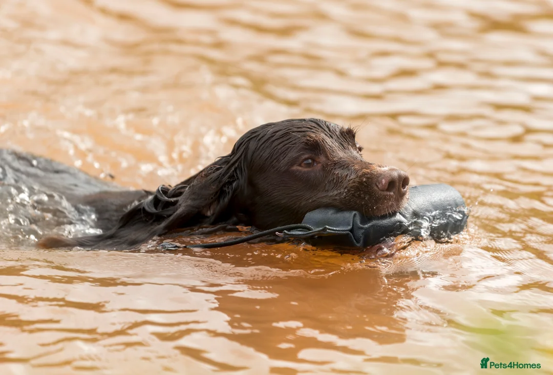 English Springer Spaniel dogs for stud: Fully health tested stud, Pippenmoor Red Flame - Advert 4