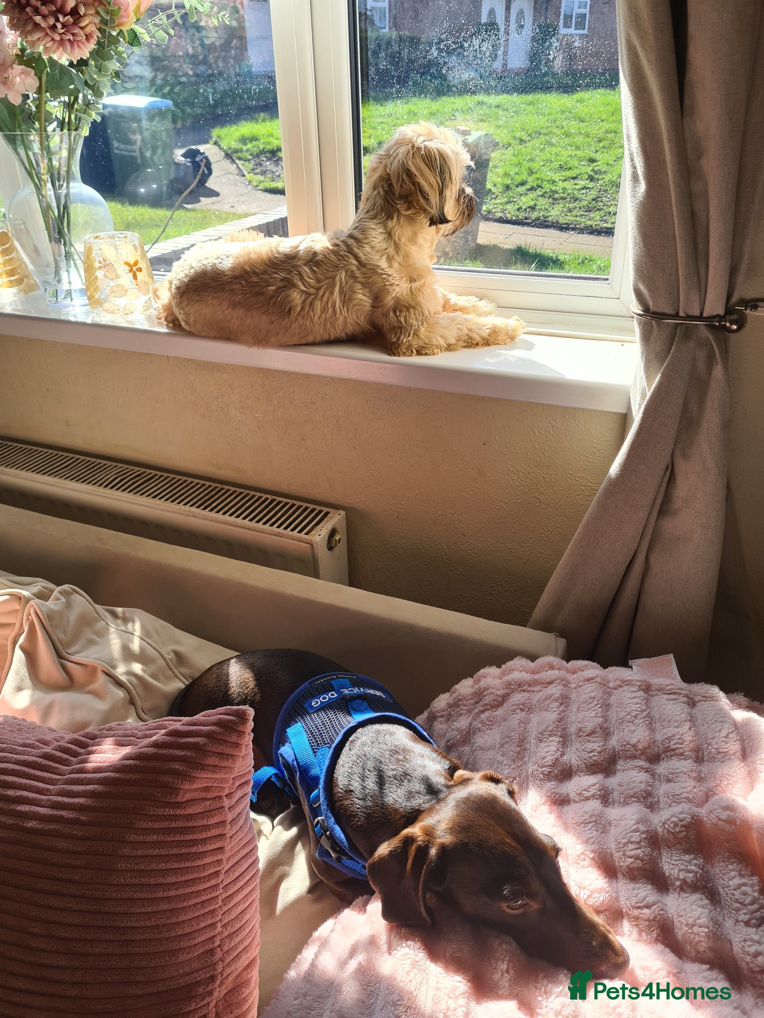 Dachshund dogs Teddy Bluenose - Advert 9