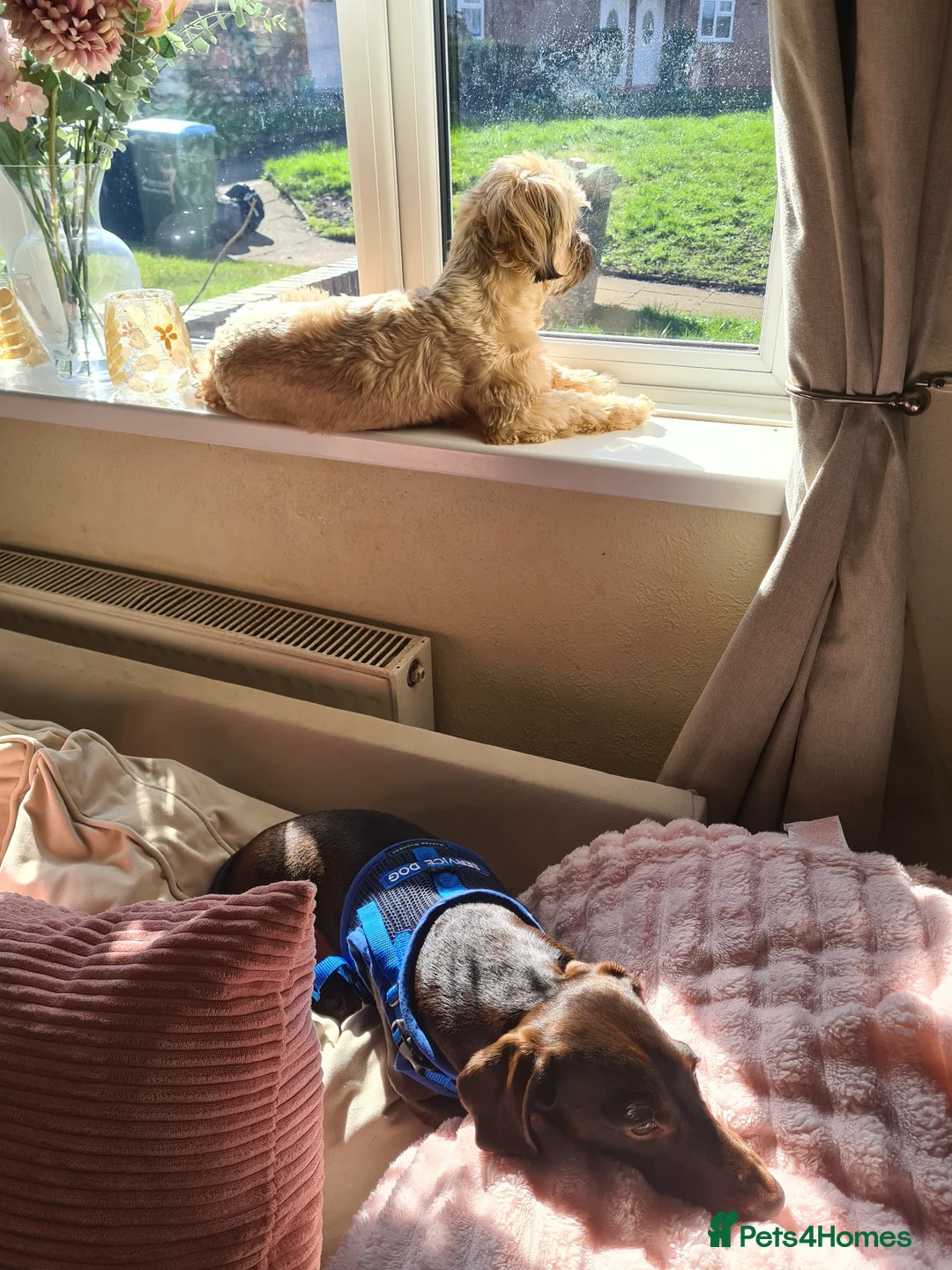 Dachshund dogs for sale: Teddy Bluenose - Advert 1