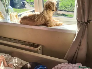 Dachshund dogs Teddy Bluenose - Advert 9