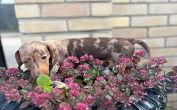 Miniature Dachshund dogs for sale: Miniature Dutch hound - Image 9