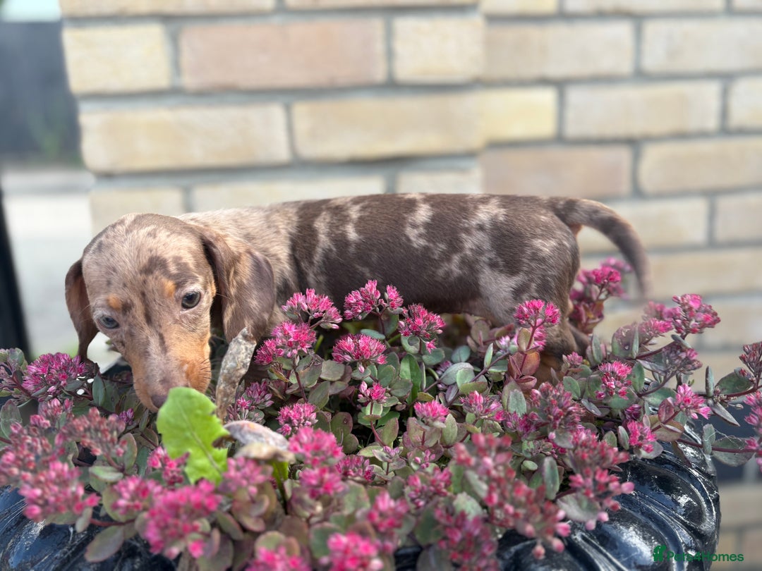 Miniature Dachshund dogs for sale: Miniature Dutch hound - Image 9