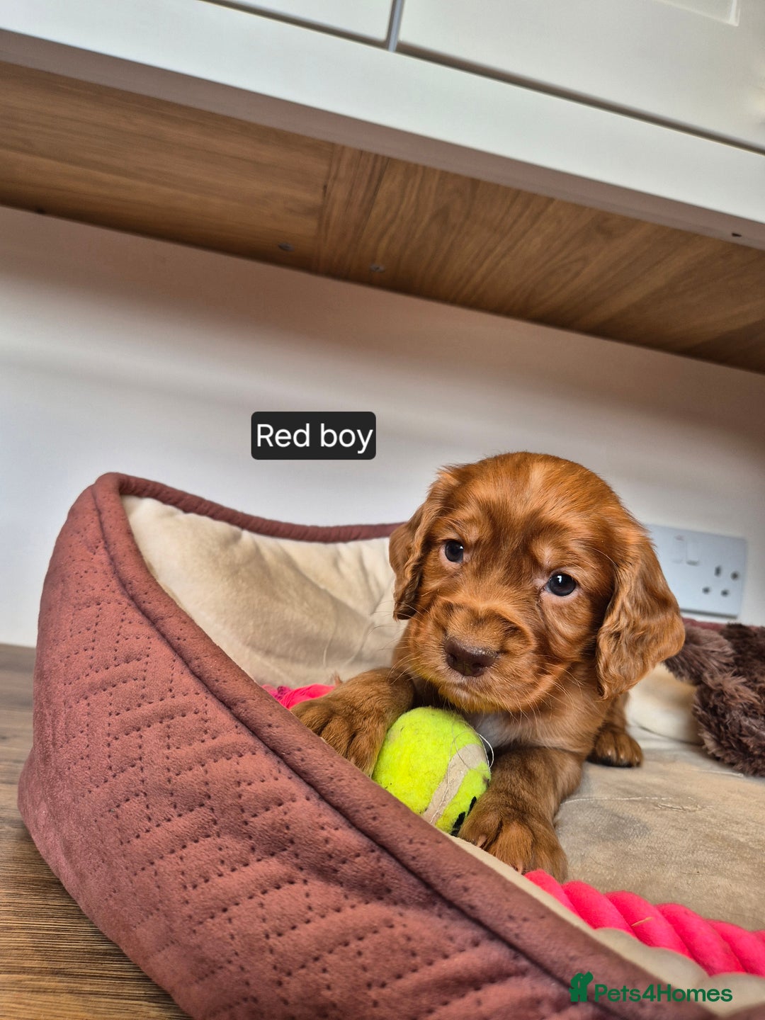 Cocker Spaniel dogs for sale: Kc registered beautiful cockers - Image 11
