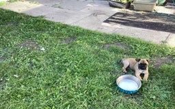 Mixed Breed dogs for sale: Pug x terrier - Image 5