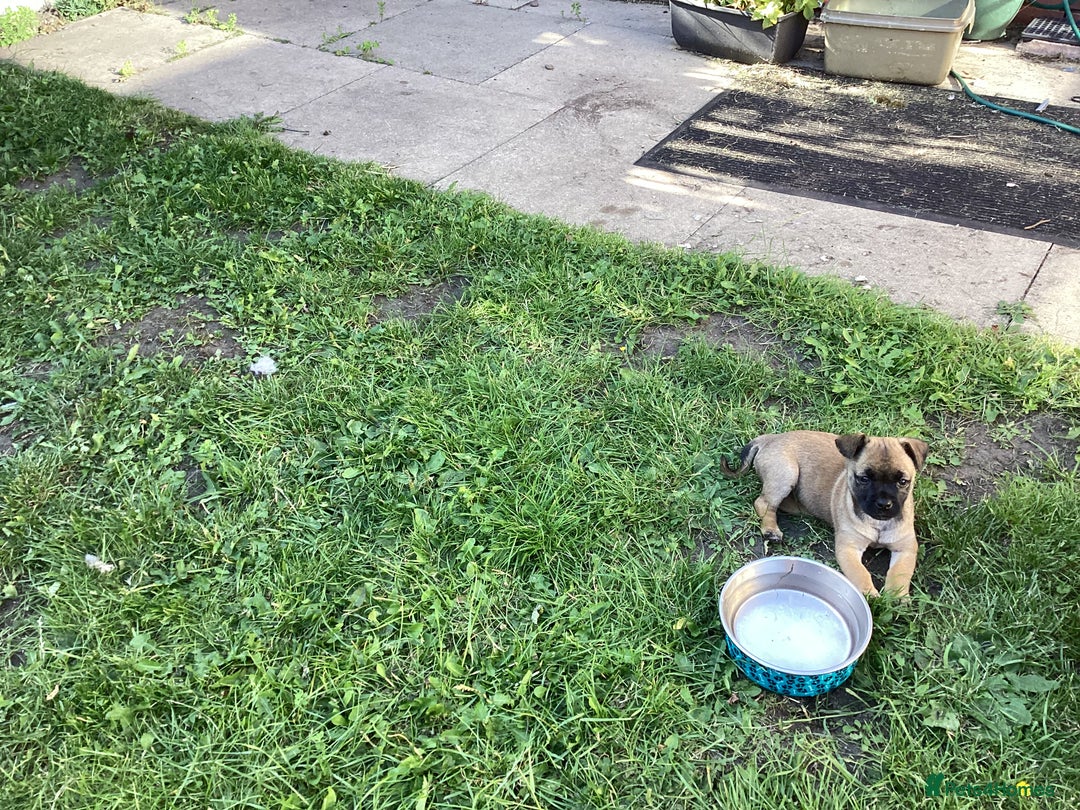 Mixed Breed dogs for sale: Pug x terrier - Image 5