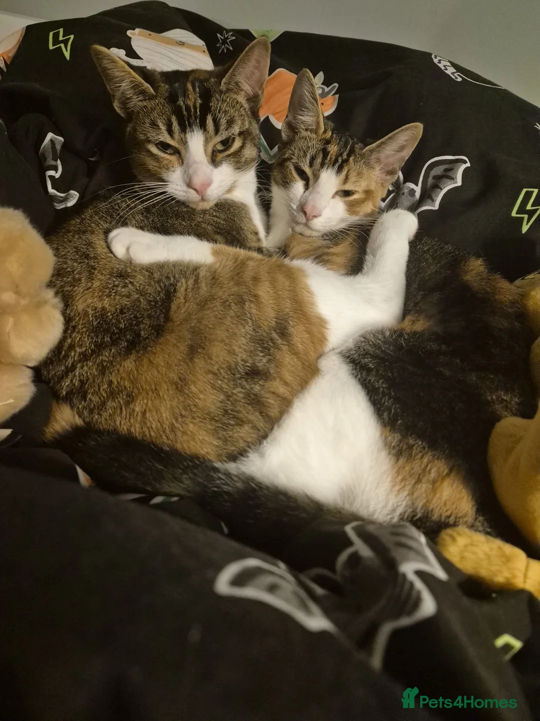 Mixed Breed cats for sale: 2 female tabby cats need a loving home asap in London - Advert 2