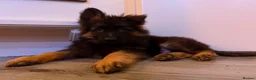 German Shepherd dogs for sale: Kc Registered Long Haired German Shepherd Puppies - Advert 8