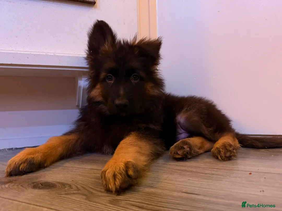 German Shepherd dogs for sale: Kc Registered Long Haired German Shepherd Puppies - Advert 8