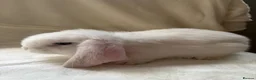 French Lop rabbits for sale: Gorgeous French lop babies - Advert 6