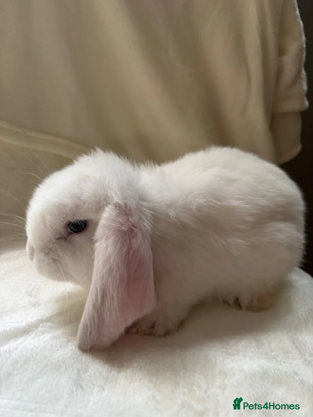 French Lop rabbits for sale: Gorgeous French lop babies - Advert 6
