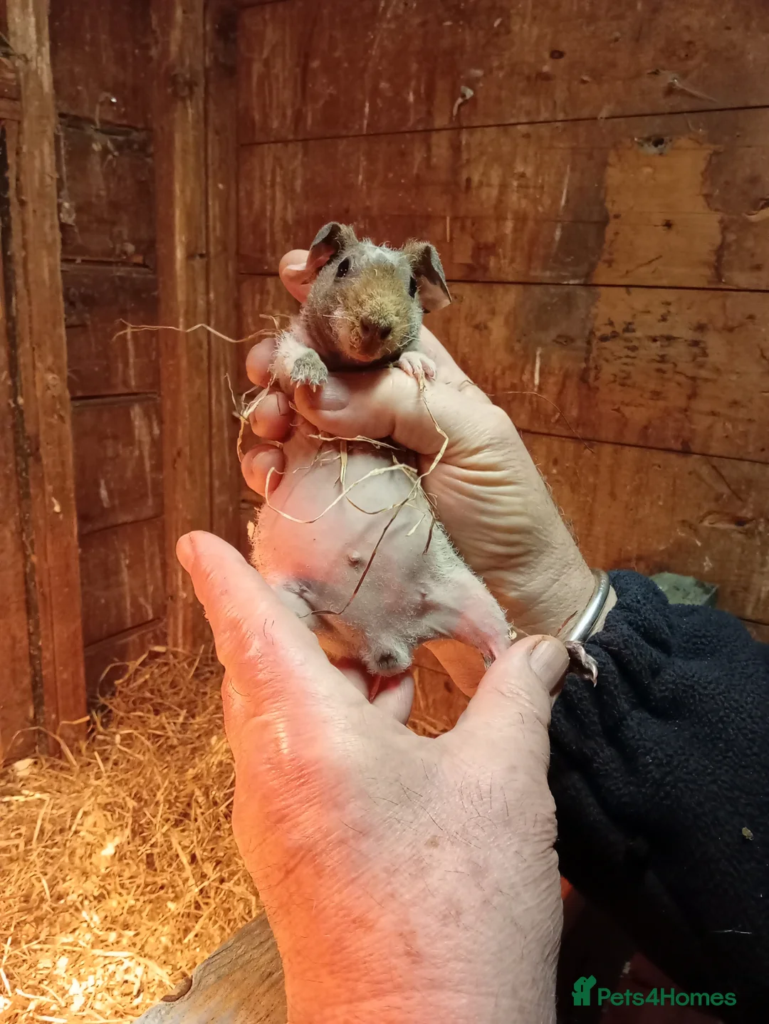 Guinea Pig rodents for sale: Young Skinny Pigs and werewolf  - Advert 3