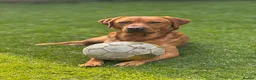 Labrador Retriever dogs for stud: Fox Red Working Labrador Available at Stud  in Coventry - Advert 1