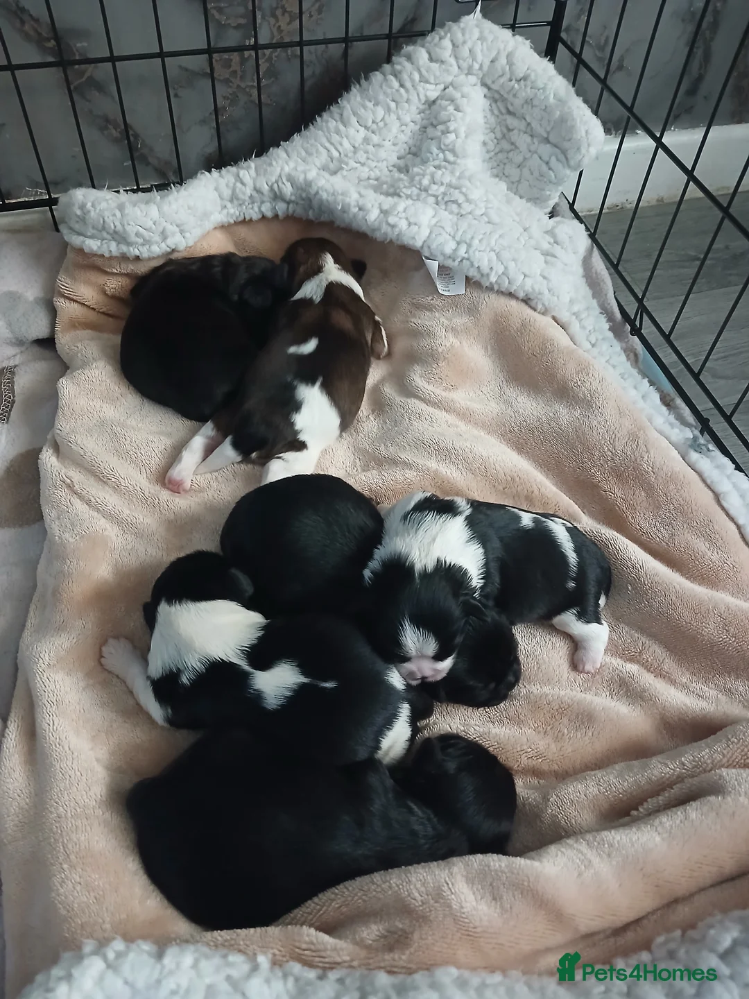 Shih Tzu dogs for sale: 6 Beautiful Shih Tzu Puppies - Advert 2