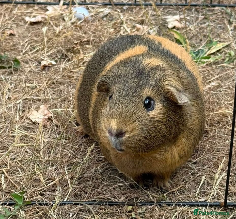 Guinea Pig rodents Polly Guniea Pig - Advert 1
