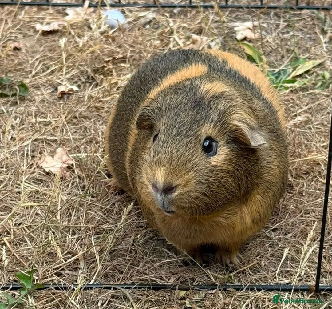 Guinea Pig rodents for sale: Polly Guniea Pig - Advert 1