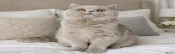 British Shorthair cats for sale: Supreme Champion GCCF British Shorthair kittens - Advert 17