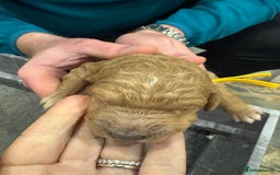 Goldendoodle dogs for sale: Golden doodles f1b - Advert 29