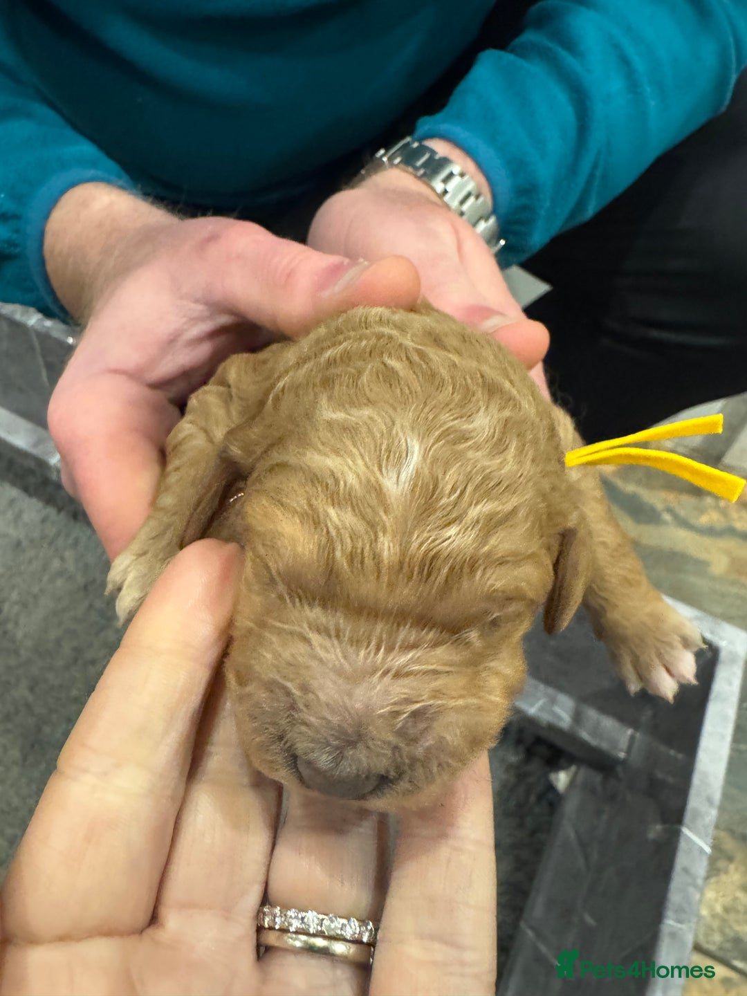 Goldendoodle dogs for sale: Golden doodles f1b - Advert 29