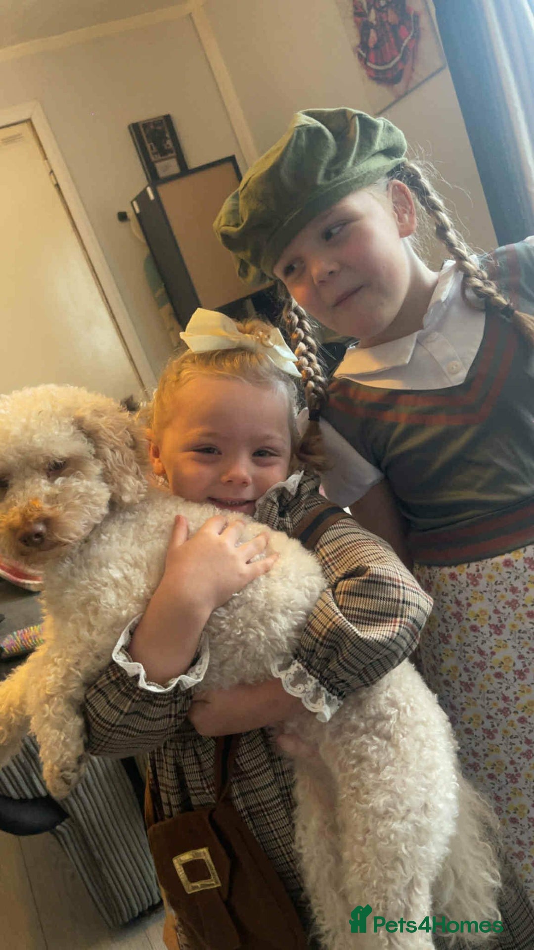 Cavapoochon dogs for sale: Elvis  - Advert 3