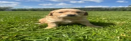 Golden Retriever dogs for sale: 1 Gorgeous Golden Retriever  Health Tested  - Advert 31