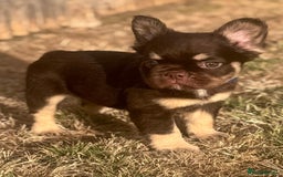 French Bulldog dogs for sale: Beautiful litter of pinks and fluffys  - Image 19